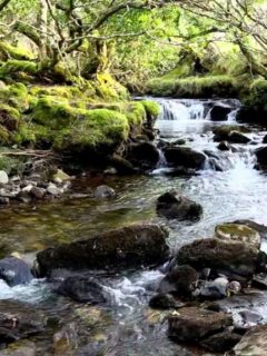 Birds Singing and Water Sounds – Nature Sound Relaxation-Relaxing Birdsong