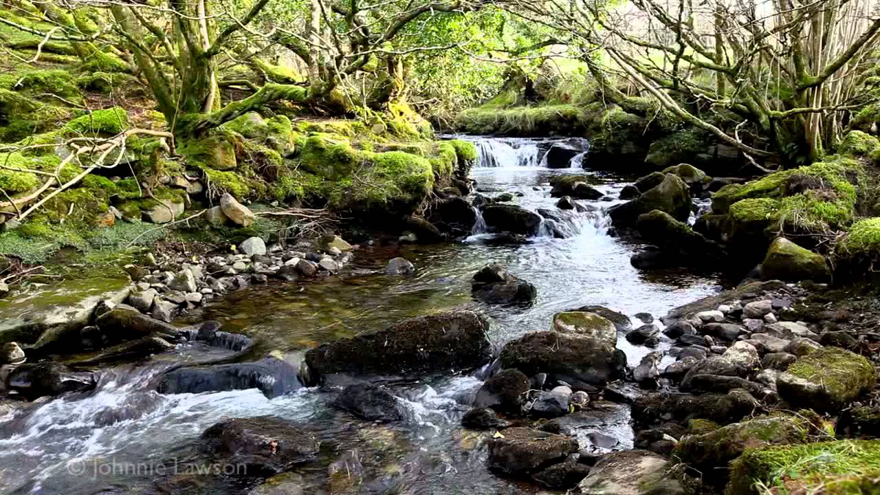 Birds Singing and Water Sounds – Nature Sound Relaxation-Relaxing Birdsong