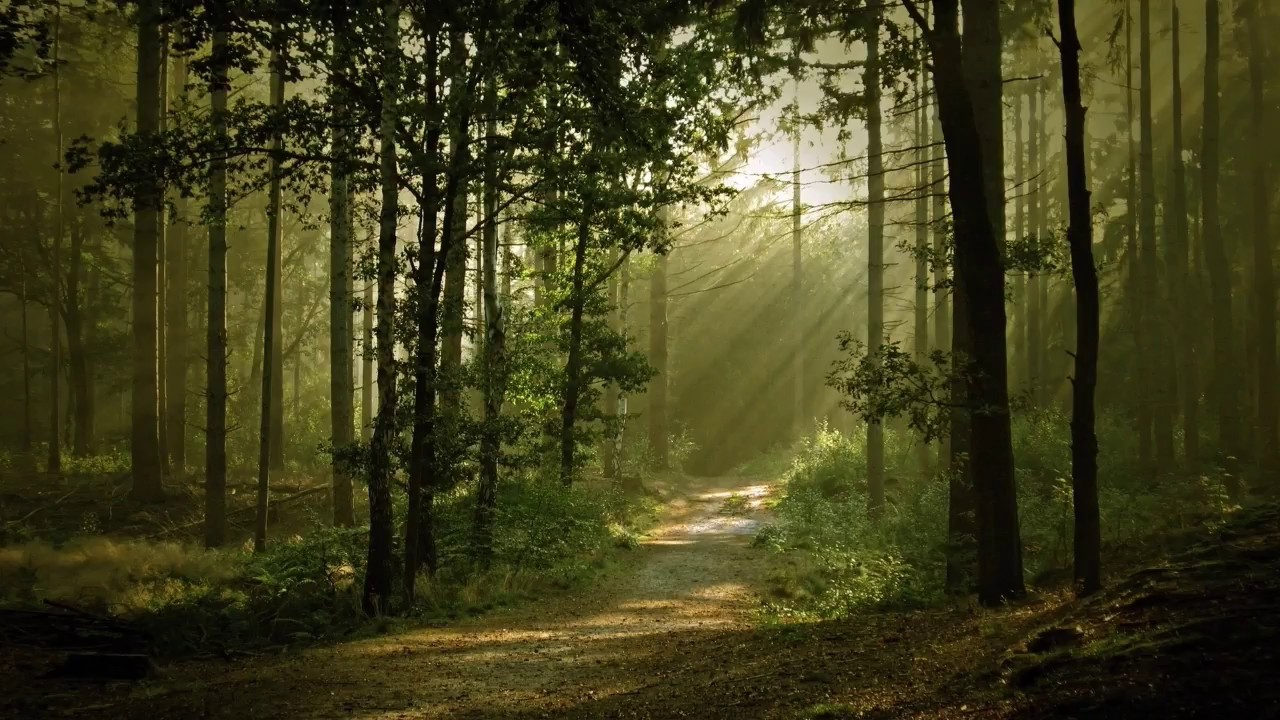 Sunetul naturii